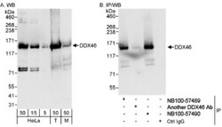 DDX46 Antibody, Novus Biologicals 0.1mL; Unlabeled:Antibodies, Polyclonal