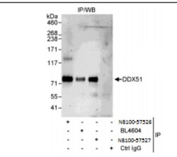 DDX51 Antibody, Novus Biologicals 0.1mg; Unlabeled:Antibodies, Polyclonal
