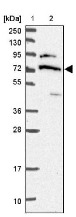 DDX55 Antibody, Novus Biologicals:Antibodies:Primary Antibodies