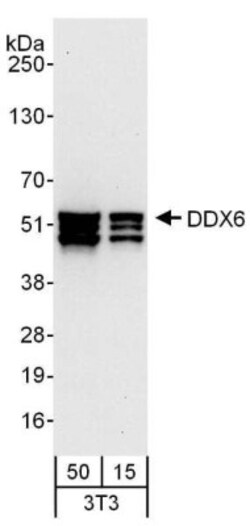 DDX6 Antibody, Novus Biologicals 100µL | Buy Online | Novus Biologicals | Fisher Scientific