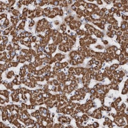 DECR1 Antibody, Novus Biologicals:Antibodies:Primary Antibodies