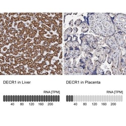 DECR1 Antibody, Novus Biologicals:Antibodies:Primary Antibodies