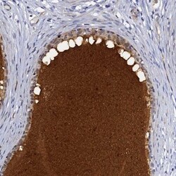DEFB104A Antibody, Novus Biologicals:Antibodies:Primary Antibodies
