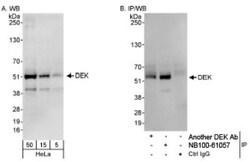 DEK Antibody, Novus Biologicals 0.1mL; Unlabeled:Antibodies, Polyclonal