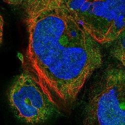 DELGEF Antibody, Novus Biologicals 0.1mL; Unlabeled:Antibodies, Polyclonal
