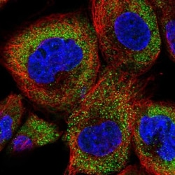 DENN/MADD Domain Containing 2D Antibody, Novus Biologicals:Antibodies:Primary