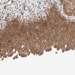 DEPTOR/DEPDC6 Antibody, Novus Biologicals:Antibodies:Primary Antibodies