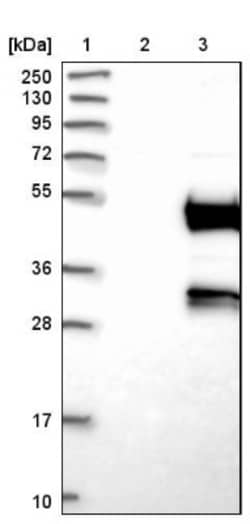 DEPTOR/DEPDC6 Antibody, Novus Biologicals:Antibodies:Primary Antibodies