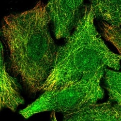DET1 Antibody, Novus Biologicals:Antibodies:Primary Antibodies