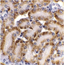 DFF40/CAD Antibody, Novus Biologicals 0.025 mg, Unconjugated:Anticorps,