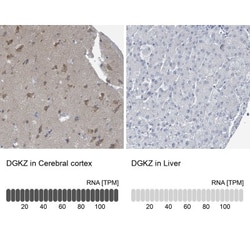 DGK-zeta Antibody, Novus Biologicals:Antibodies:Primary Antibodies