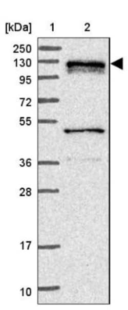 DGK-zeta Antibody, Novus Biologicals:Antibodies:Primary Antibodies