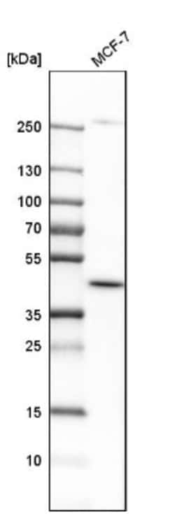 DHODH Antibody, Novus Biologicals 0.1mL; Unlabeled:Antibodies, Polyclonal