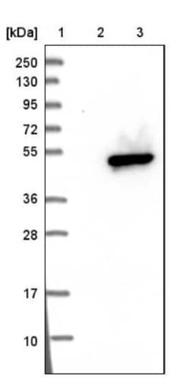 DHODH Antibody, Novus Biologicals:Antibodies:Primary Antibodies