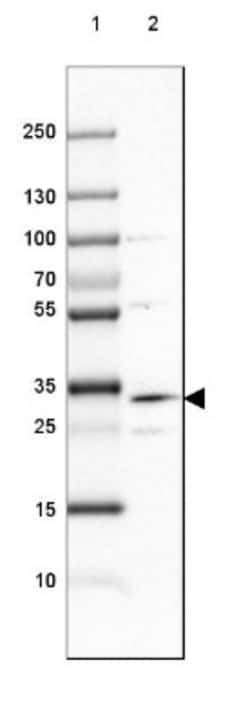 DHRS1 Antibody, Novus Biologicals:Antibodies:Primary Antibodies
