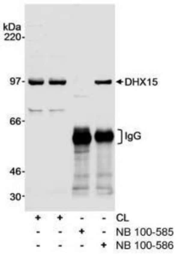 DHX15 Antibody 0.1mL; Unlabeled:Antibodies, Polyclonal | Fisher Scientific