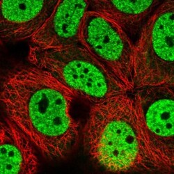DHX16 Antibody, Novus Biologicals:Antibodies:Primary Antibodies