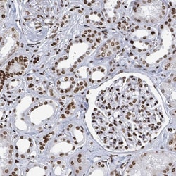 DHX16 Antibody, Novus Biologicals:Antibodies:Primary Antibodies