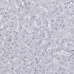 DHX16 Antibody, Novus Biologicals:Antibodies:Primary Antibodies