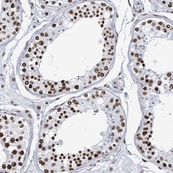 DHX16 Antibody, Novus Biologicals:Antibodies:Primary Antibodies