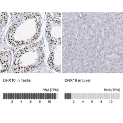 DHX16 Antibody, Novus Biologicals:Antibodies:Primary Antibodies