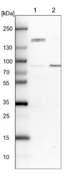 DHX29 Antibody, Novus Biologicals:Antibodies:Primary Antibodies