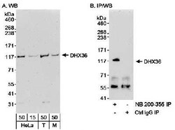 DHX36 Antibody, Novus Biologicals 0.1mL; Unlabeled:Antibodies, Polyclonal
