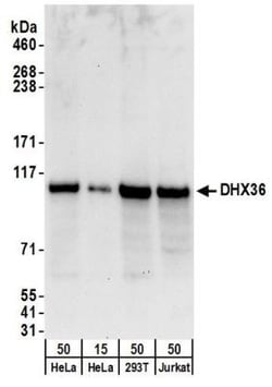 DHX36 Antibody, Novus Biologicals 0.1mL; Unlabeled:Antibodies, Polyclonal