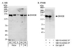 DHX38 Antibody, Novus Biologicals 0.1mL; Unlabeled:Antibodies, Polyclonal