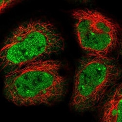 DHX8 Antibody, Novus Biologicals:Antibodies:Primary Antibodies