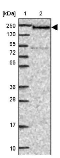 DIDO1 Antibody, Novus Biologicals 25 &mu;L, Unlabeled:Antibodies, Polyclonal