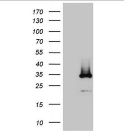 DIRAS2 Antibody (OTI10H1), Novus Biologicals 0.1mL; Unlabeled:Antibodies,