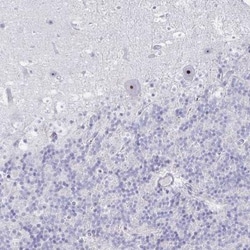 DLK2/EGFL9 Antibody, Novus Biologicals:Antibodies:Primary Antibodies