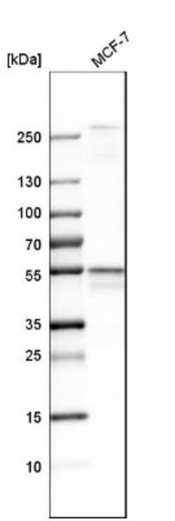 DLST Antibody, Novus Biologicals 0.1mL; Unlabeled:Antibodies, Polyclonal