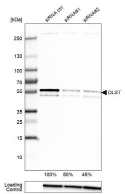 DLST Antibody, Novus Biologicals 0.1mL; Unlabeled:Antibodies, Polyclonal