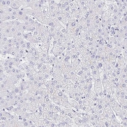 DMBT1/GP340 Antibody, Novus Biologicals 0.1mL; Unlabeled:Antibodies, Polyclonal
