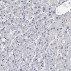 DMC1 Antibody, Novus Biologicals:Antibodies:Primary Antibodies