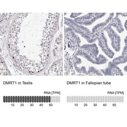 DMRT1 Antibody, Novus Biologicals:Antibodies:Primary Antibodies