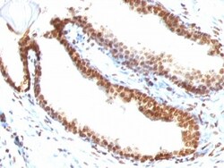 DNA Antibody (DSD/958), Novus Biologicals 0.2mg; Unlabeled:Antibodies,