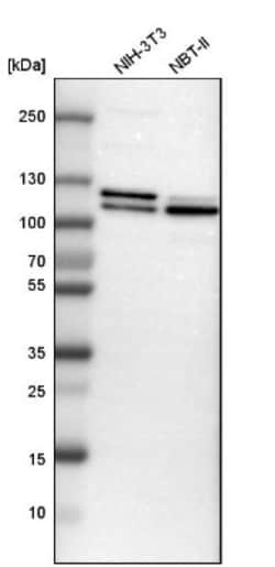 anti-DNA Ligase III, Polyclonal, Novus Biologicals 0.1mL; Unlabeled:Antibodies,