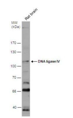 DNA Ligase IV Antibody, Novus Biologicals 0.1mL; Unlabeled:Antibodies,
