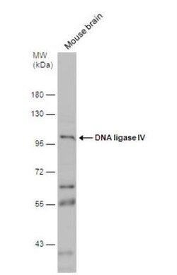 DNA Ligase IV Antibody, Novus Biologicals 0.1mL; Unlabeled:Antibodies,