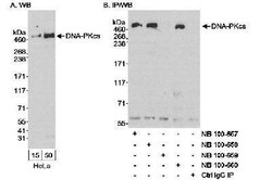 DNA-PKcs Antibody, Novus Biologicals 0.1mL; Unlabeled:Antibodies, Polyclonal