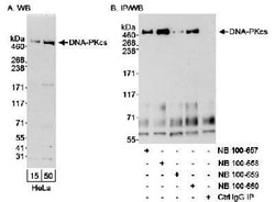 DNA-PKcs Antibody, Novus Biologicals 0.1mL; Unlabeled:Antibodies, Polyclonal