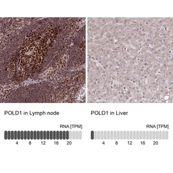 DNA Polymerase delta, catalytic subunit Antibody, Novus Biologicals 25