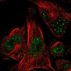 DNA Polymerase epsilon p59 Antibody, Novus Biologicals:Antibodies:Primary
