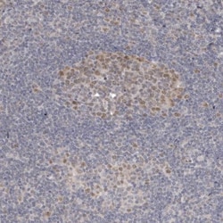 DNA Polymerase epsilon p59 Antibody, Novus Biologicals:Antibodies:Primary