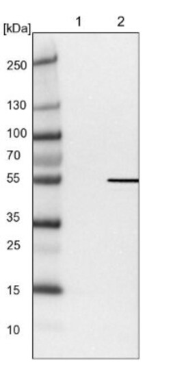 DNA Polymerase epsilon p59 Antibody, Novus Biologicals:Antibodies:Primary