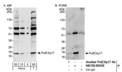 DNA Polymerase epsilon subunit 3 Antibody, Novus Biologicals 0.1mg; Unlabeled:Antibodies,