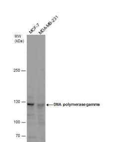 DNA Polymerase gamma Antibody, Novus Biologicals 0.1mL; Unlabeled:Antibodies,